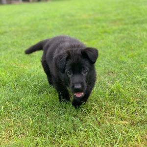 Meet your Posher, Hallie